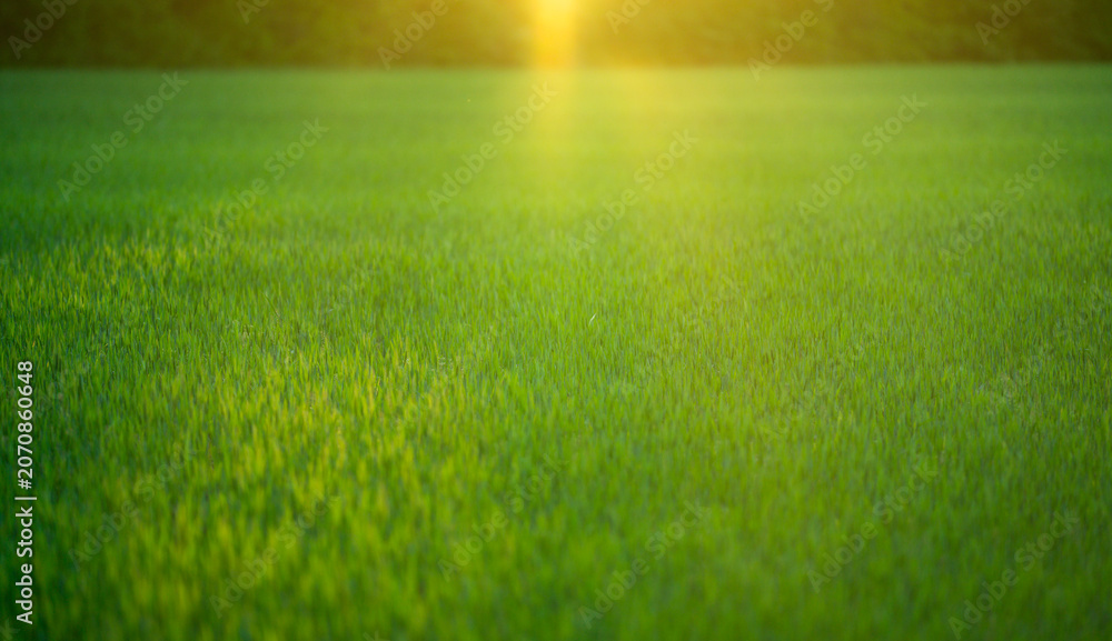 Obraz premium Summer meadow creates warm scenery. Bright summer field feels tranquil. Summer landscape supports outdoor nature. Summer background looks soft and vibrant.