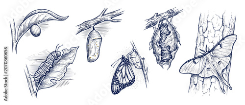 Bilde på lerret Butterfly Metamorphosis Life Cycle Sketch showing caterpillar and moth stages in vintage hand-drawn engraving style for science biology education, transformation concept isolated on white background