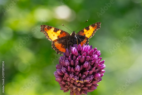 фотографія Nymphalidae / Aglais / Small Tortoiseshell / Aglais urticae