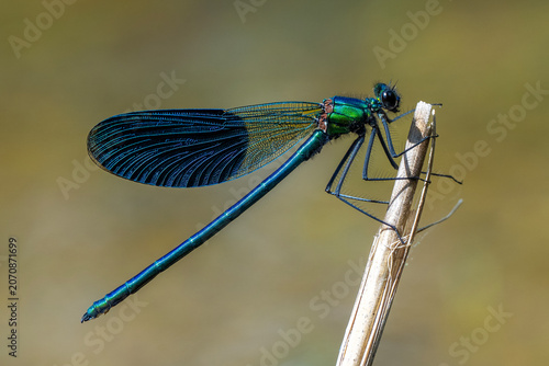 dragonfly on a branch