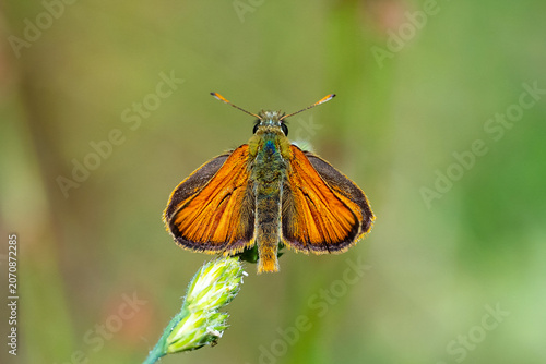 Valokuva Hesperiidae / Siyah Antenli Zıpzıp / Essex Skipper / Thymelicus lineola