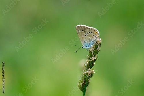 Schilderij op canvas Lycaenidae / Çokgözlü Güzel Mavi / Mazarine Blue / Cyaniris semiargus
