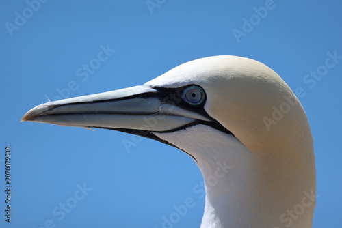 Foto Northern gannet (Morus bassanus, Basstölpel) - At the Lummenfelsen on Heligoland