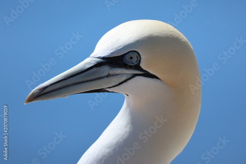Tableau sur toile Northern gannet (Morus bassanus, Basstölpel) - At the Lummenfelsen on Heligoland
