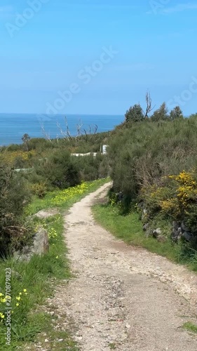 Coastal trail on Portuguese Camino de Santiago winds through green vegetation toward Atlantic Ocean, pilgrimage landscape. Pilgrimage journey, long distance hiking, coastal travel, route exploration