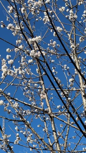 White blossoms cover slender tree branches, creating seasonal nature background with delicate floral details. Spring season, floral backdrop, botanical content, natural texture, garden scenery