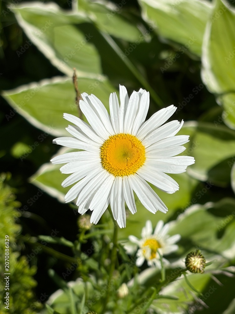Fototapeta premium white daisy flower