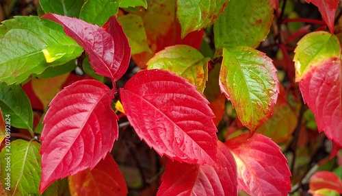 Autumn Leaves Color Change.