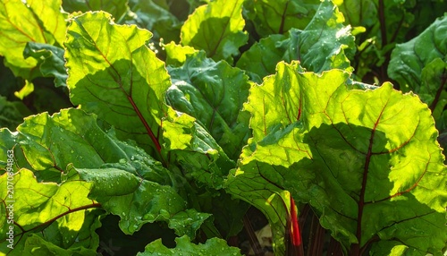Beet Greens in Sunlight.