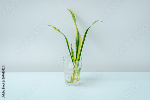 Schilderij op canvas A small pothos with green leaves and yellow veins in a hanging rope planter, its