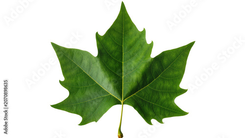 Fényképezés Isolated fresh green sycamore leaf with intricate veins and characteristic five-lobed shape