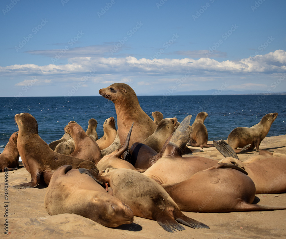 Fototapeta premium Sea lions in San Diego California