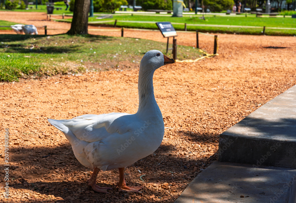 Fototapeta premium White goose standing on a gravel path in a public park on a sunny day