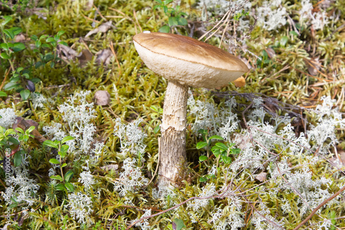 Obraz na płótnie Solitary Scaber Stalk Mushroom in Forest Glade