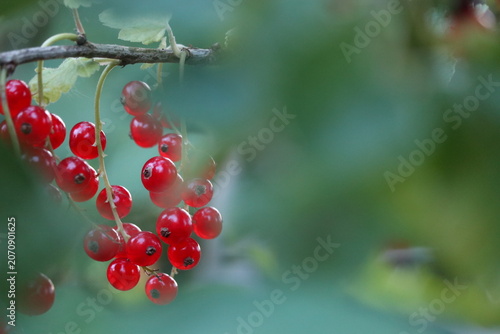Red currant berries banner with copy space