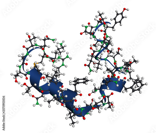 Amylin, glucoregulatory peptide hormone molecule. Islet amyloid polypeptide, IAPP, pancreatic hormone, peptide hormone, alpha-helix secondary structure ribbon and ball-and-stick atoms. 3D render