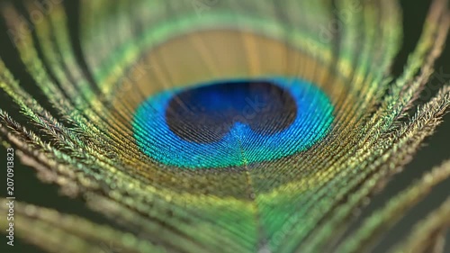Iridescent Peacock Feather Displaying Vibrant Colors in Close-Up Detail