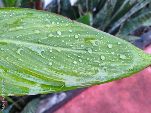Close-up of a wet green leaf covered in raindrops, showing veins and water droplets