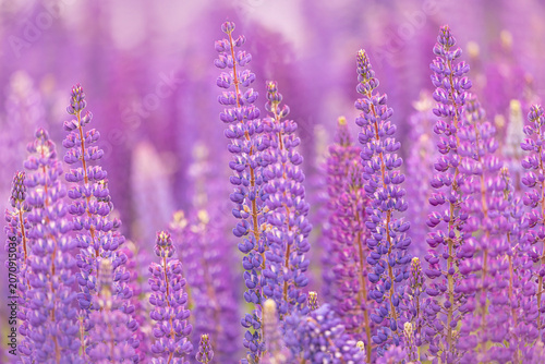 фотографія Wild lupines growing in a field, Prince Edward Island, Canada,