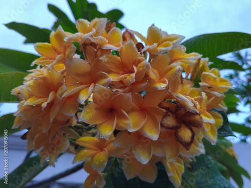 Close-up of wet yellow and orange plumeria flowers with green leaves and cloudy sky.