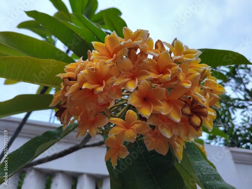 Close-up of a cluster of wet, orange frangipani flowers with green leaves and sky background