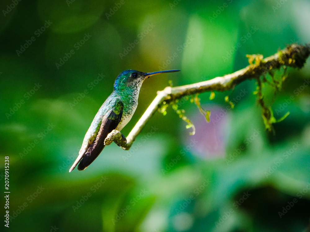 Fototapeta premium Beautiful green hummingbird perched on a mossy branch in the tropical rainforest of Peru
