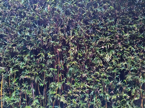 Dense Bamboo Forest Wall Texture - Green and Brown Stalks and Fronds