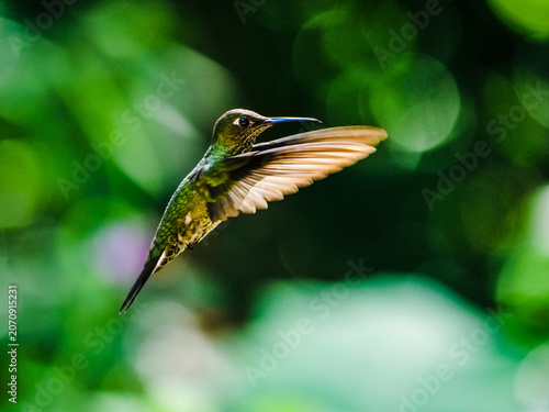 Vibrant hummingbird hovering in the lush tropical forests of Peru during a bright sunny day in the wild