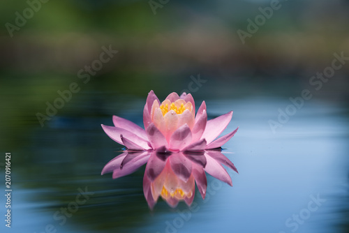 Pink lotus flower or water lily reflected on the water surface of a pond. Blurred background with shallow depth of field
