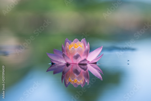 Pink water lily or lotus flower reflected on the water surface of a pond . Blurred background with shallow depth of field