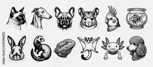 Vintage Hand-Drawn Pet Portraits and Exotic Animal Engraving Collection