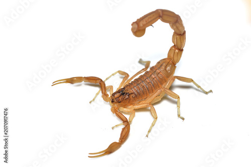 Closeup of the endemic Spanish yellow scorpion Buthus elongatus from Málaga, Andalusia, photographed on white background.