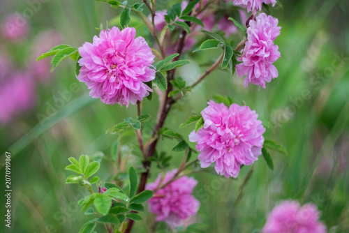 pink flowers in the garden