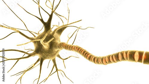 Tableau sur toile Isolated detailed 3D render of a human neuron nerve cell, vital for brain and nervous system