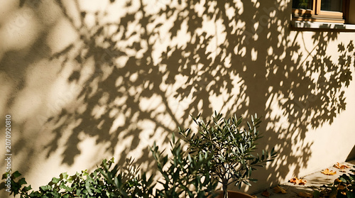 Shadows of tree leaves cast on a beige wall with a small olive tree in the foreground
