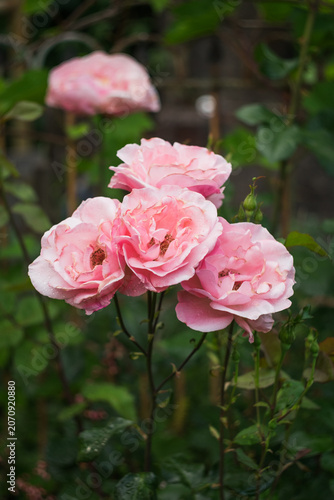 pink rose Queen Elizabeth in garden