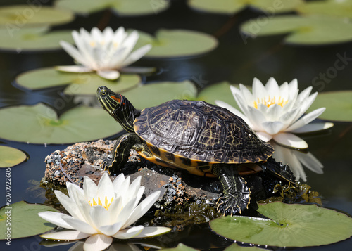 A turtle rests on a rock among floating water lilies and a blooming white water lily