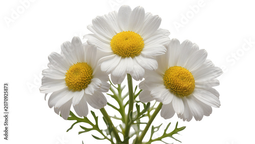 Obraz na plátne Isolated vibrant common daisies, fresh marguerites with delicate petals and brig