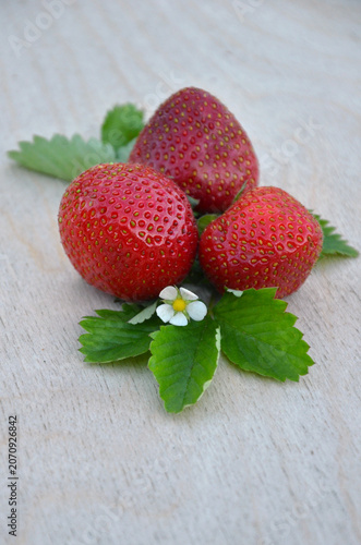 Three red strawberries with green leaves and small white flower arranged on a light wooden surface. Closeup isolated comsition of sweet strawberries flower and leaves. 