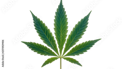 Tableau sur toile Isolated fresh green cannabis leaf, a single marijuana plant element for cultiva