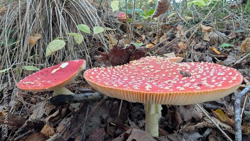 Bild auf Leinwand fly agaric mushroom