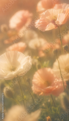 Pastel Poppy Meadow Background in Golden Light