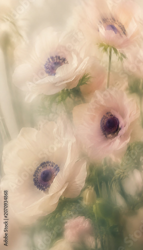 Pastel Anemones with Soft Botanical Blur