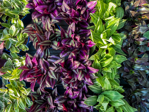 A close-up of a natural background of colorful plants. Tradescantia zebrina plant. 
