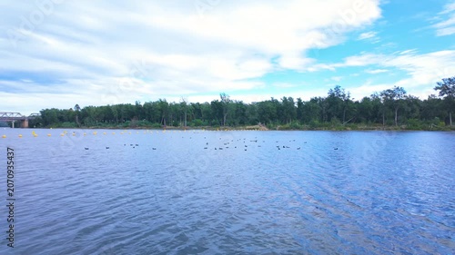Footage of a large flock of Eurasian Coots paddling and foraging for food in the Nepean River near the Western Sydney city of Penrith in New South Wales, Australia