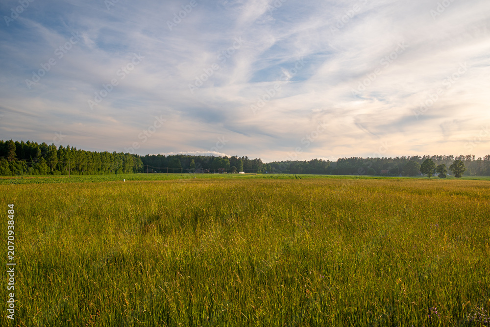 Obraz premium Golden Meadow Landscape