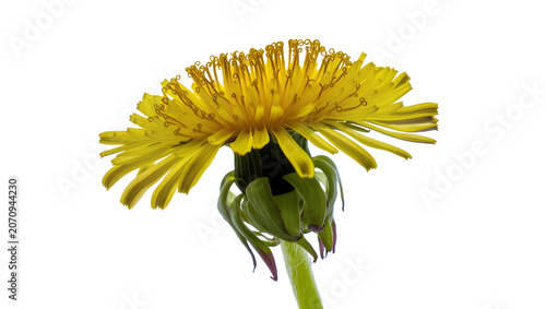 Fotografie Isolated vibrant yellow dandelion flower, close-up side view, showcasing detailed petals and sepals
