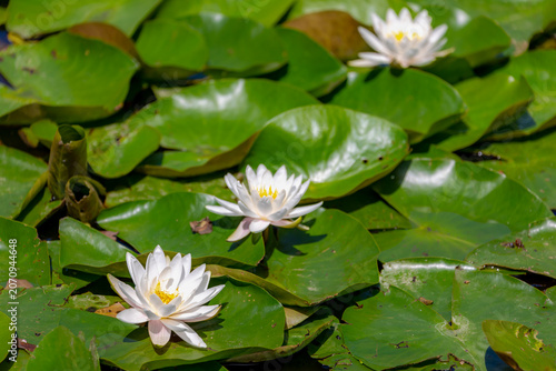 Canvas Print Selective focus of white lotus flower on water in the pond, Nymphaea alba also k