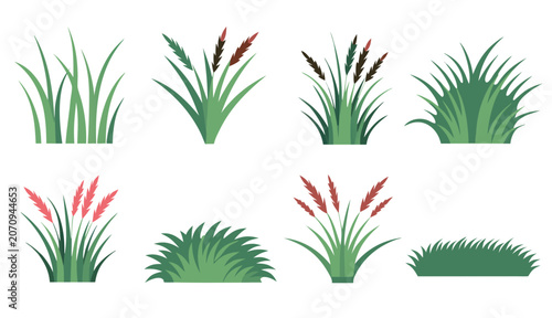 Fotografie Various green grass clumps and reeds with feathery tops during daylight