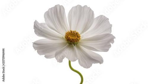 Foto Isolated beautiful white cosmos flower with delicate petals and a vibrant yellow